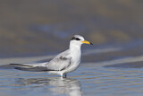 Image. Least Tern