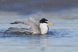 Image. Least Tern