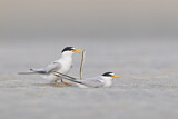 Image. Least Tern