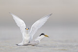Image. Least Tern