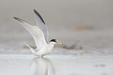 Image. Least Tern