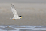 Image. Least Tern