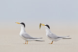 Image. Least Tern