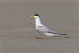Image. Least Tern