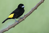 Image. Lemon-rumped Tanager