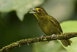 Image. Lemon-spectacled Tanager
