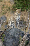 Image. Leopard
