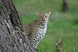 Image. Leopard