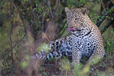 Image. Leopard
