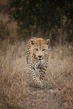 Image. Leopard