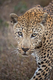 Image. Leopard