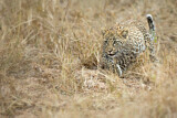 Image. Leopard