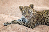 Image. Leopard