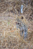 Image. Leopard