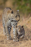 Image. Leopard