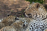 Image. Leopard