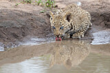 Image. Leopard