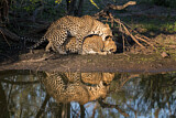 Image. Leopard