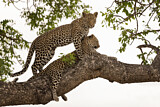Image. Leopard