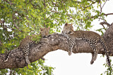 Image. Leopard
