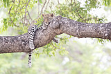 Image. Leopard