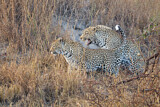 Image. Leopard