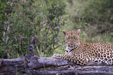 Image. Leopard