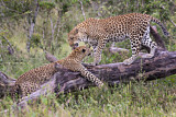Image. Leopard