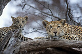 Image. Leopard