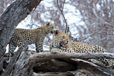 Image. Leopard