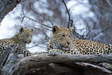 Image. Leopard