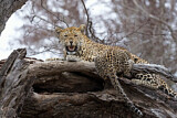 Image. Leopard