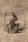 Image. Leopard