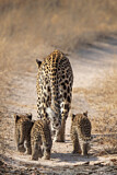 Image. Leopard