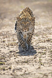 Image. Leopard