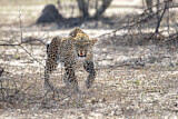 Image. Leopard