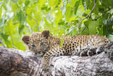 Image. Leopard
