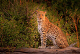 Image. Leopard