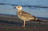 Image. Lesser Black-backed Gull