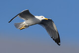 Image. Lesser Black-backed Gull
