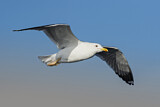 Image. Lesser Black-backed Gull