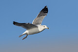 Image. Lesser Black-backed Gull