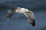 Image. Lesser Black-backed Gull