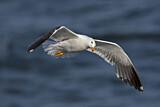 Image. Lesser Black-backed Gull