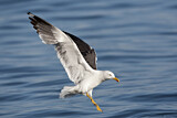 Image. Lesser Black-backed Gull