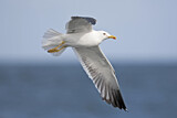 Image. Lesser Black-backed Gull