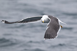 Image. Lesser Black-backed Gull