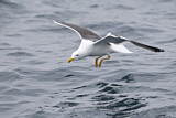 Image. Lesser Black-backed Gull