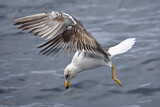 Image. Lesser Black-backed Gull