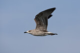 Image. Lesser Black-backed Gull